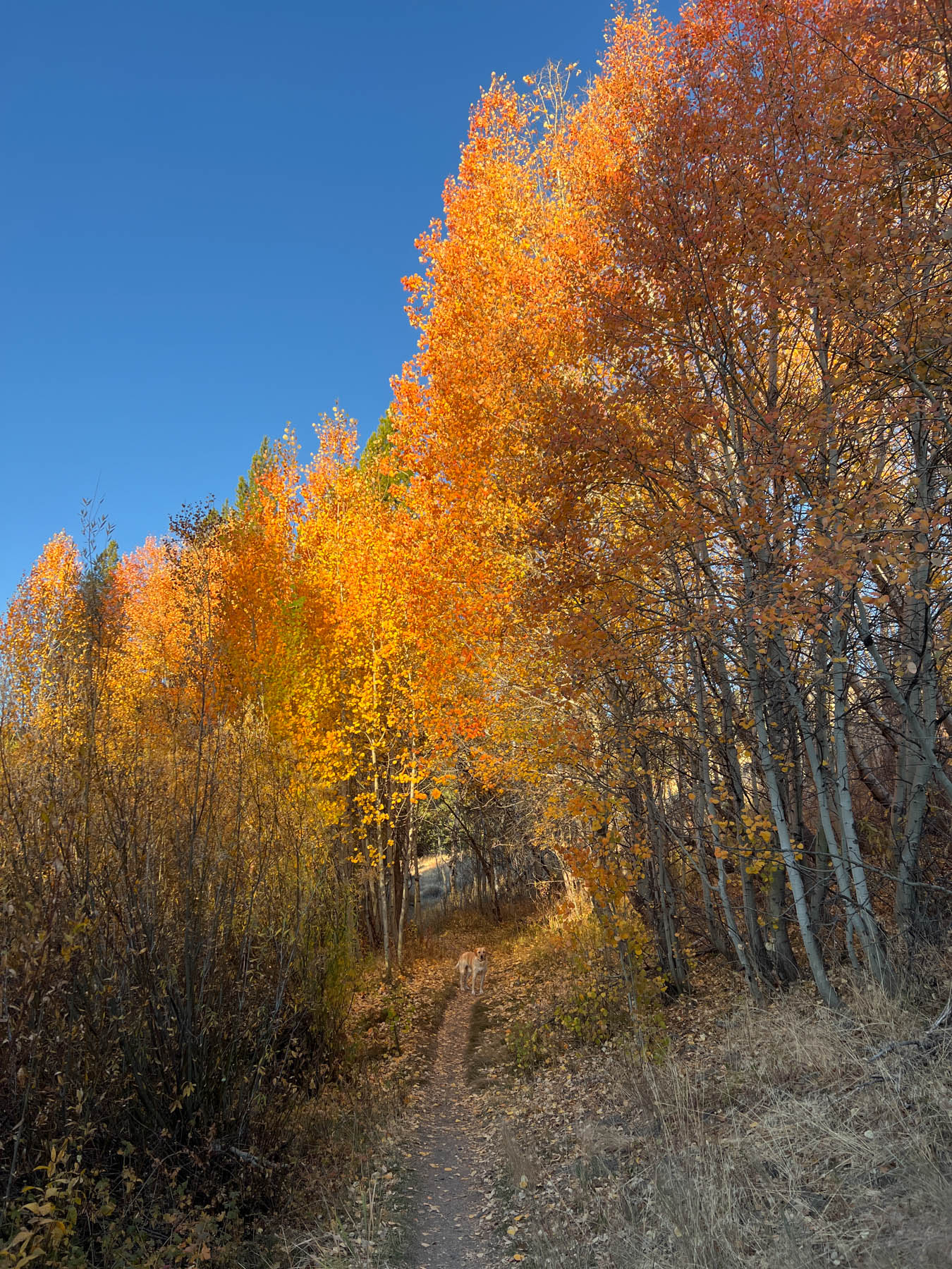 Fox Creek Fall Colors