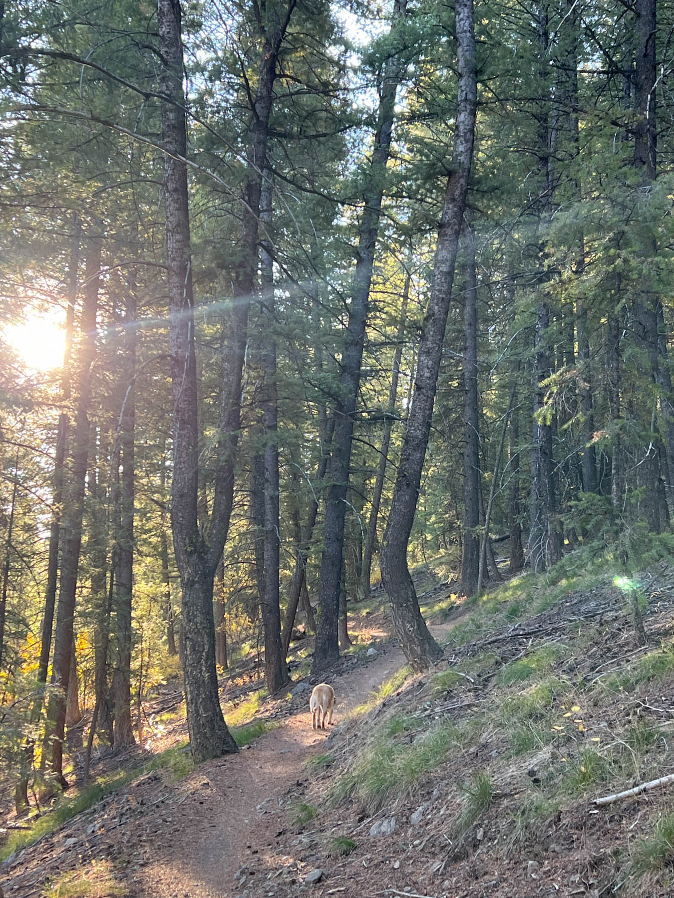 Saddle Sun Through Trees